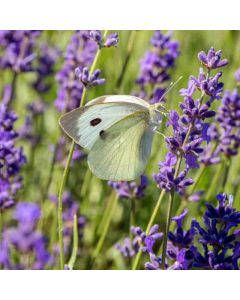 Hiking: Lavender Fields – Banstead & Oaks – Sun 20 Jul 2025