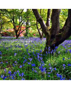 Hiking: Leith Hill & Rhododendron Wood – Sat 25 Oct 2025