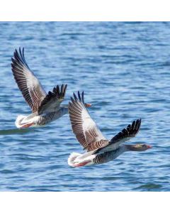 Wetlands Walk: Stoke Newingto - Sunday 24th Nov 2024