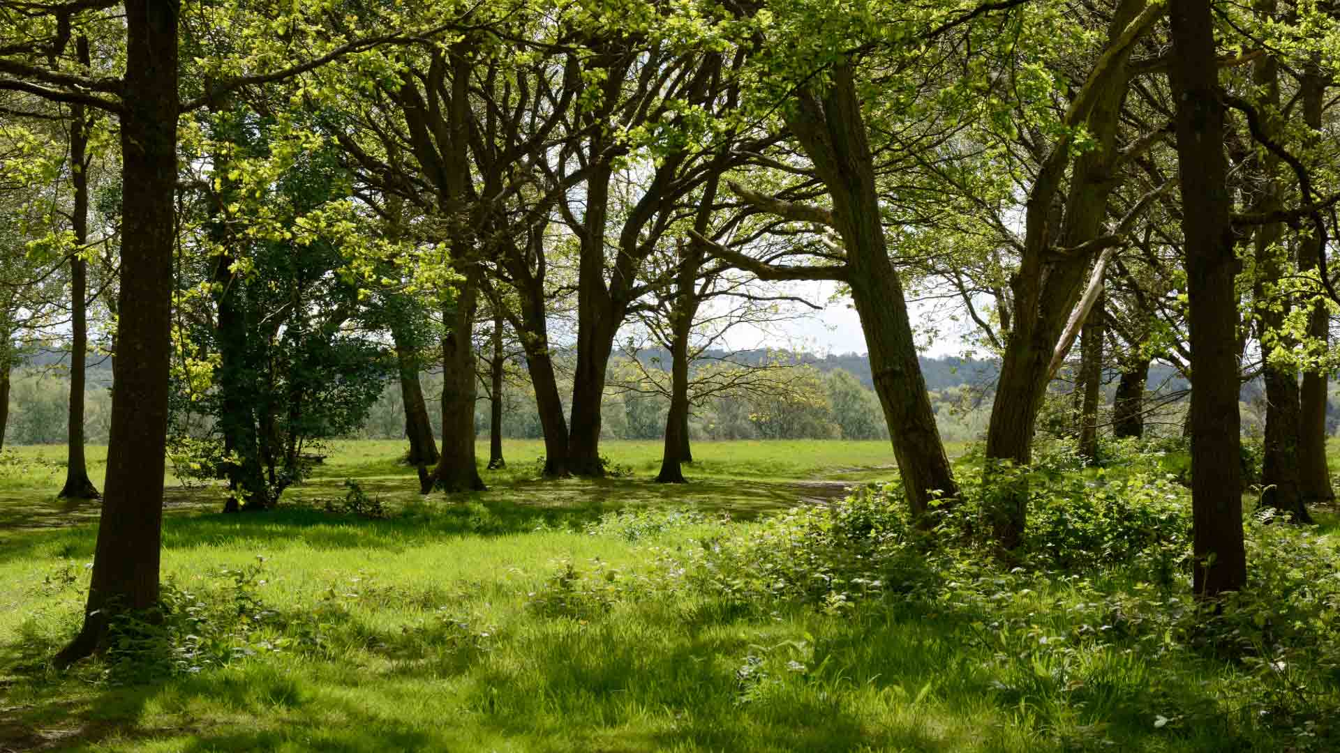 Hikers walking along a scenic trail in Banstead Commons