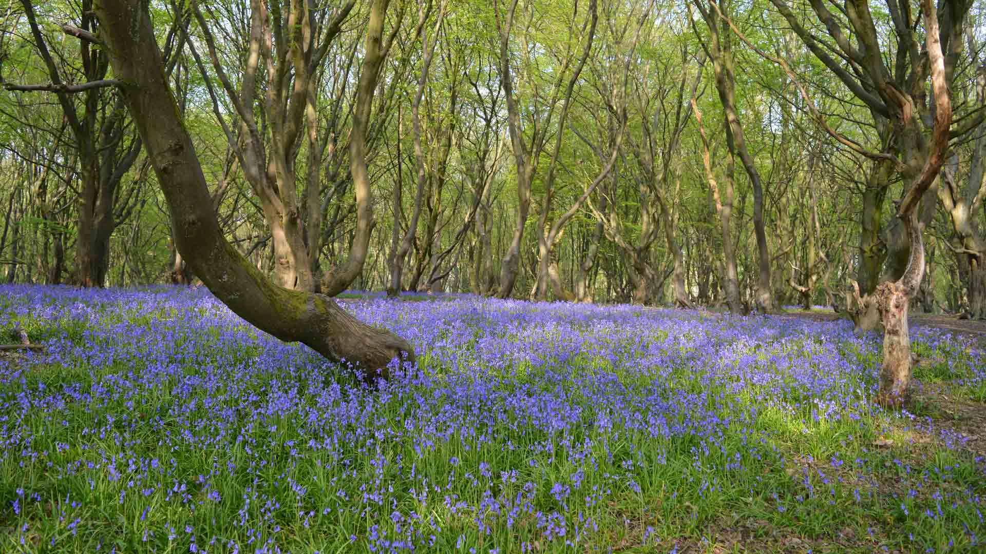 A view of a lush woodland in Bricket Wood Common carpeted with vibrant bluebells in spring