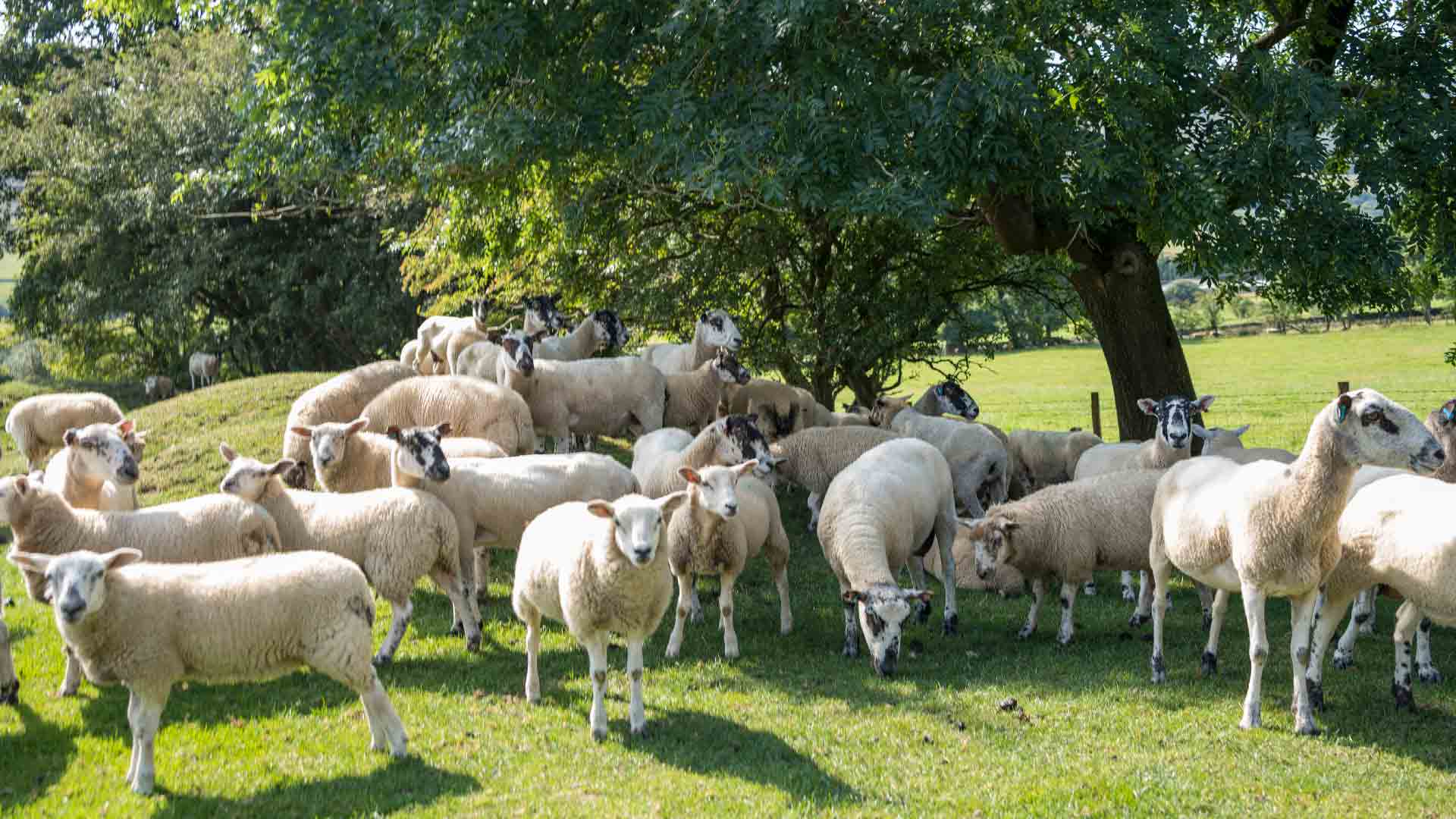 Livestock Pen