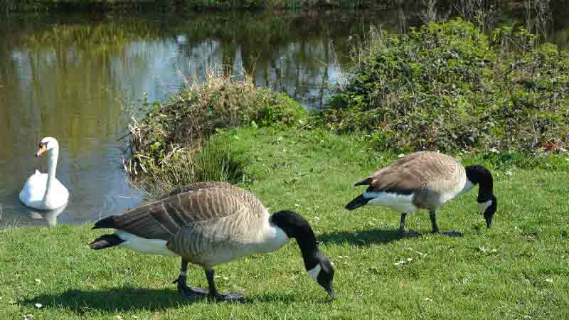 River Brent