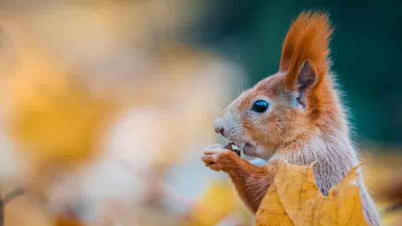 A close-up of a red squirrel nibbling on a nut amidst autumn leaves in a blurred background