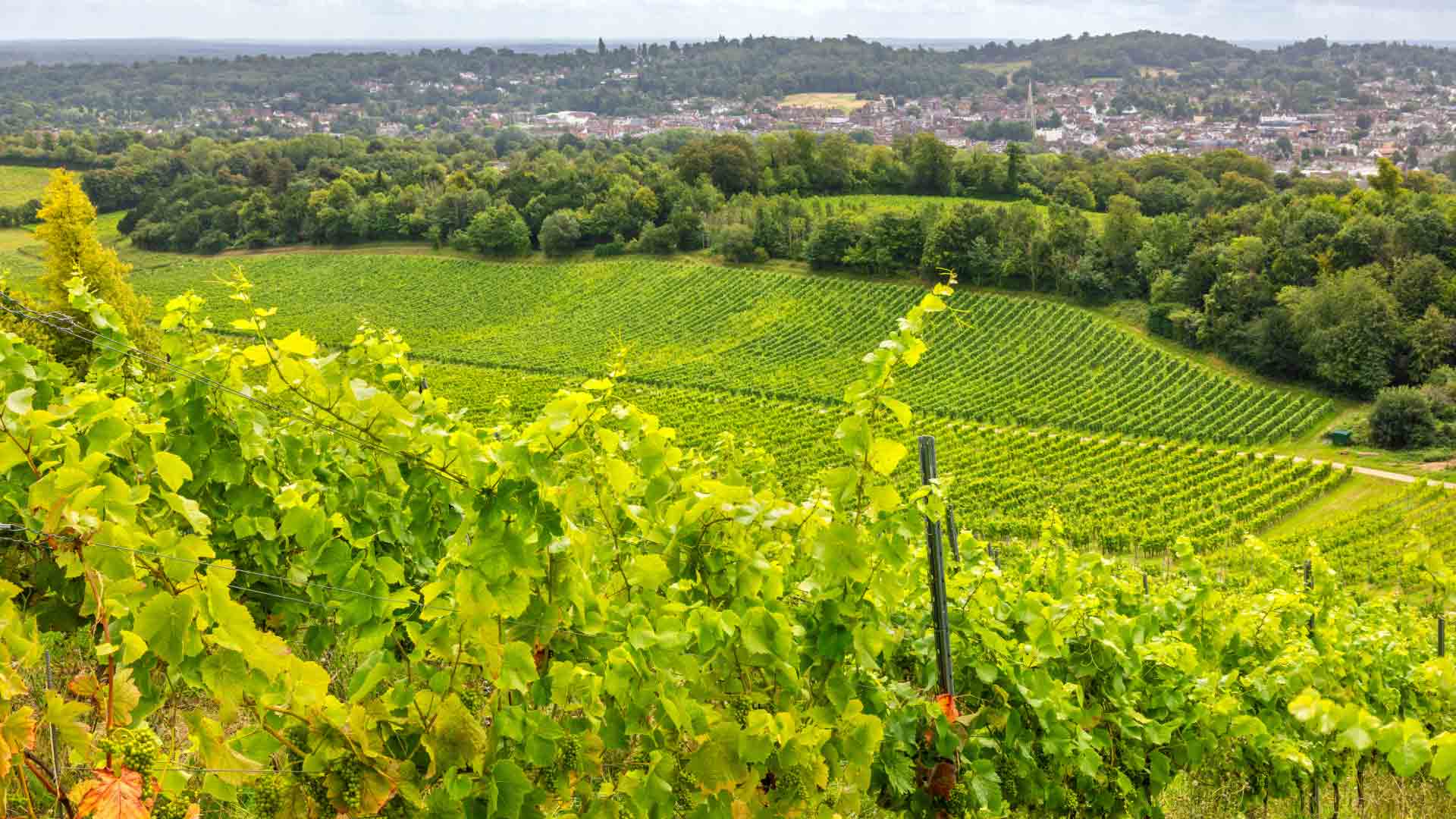 Rolling green vineyards stretch across the countryside, showcasing England's largest vineyard, with a picturesque town nestled in the distance under a cloudy sky