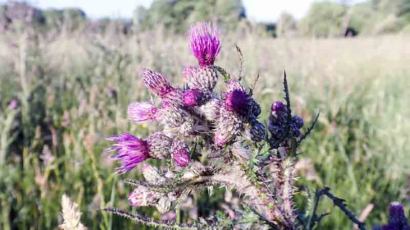 A peaceful view of Frogmore Meadow featuring wildflowers and lush grasses near the River Chess