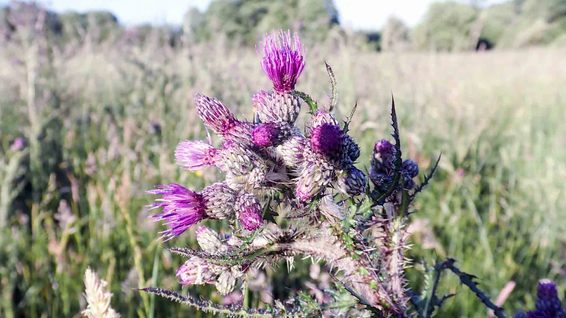 A peaceful view of Frogmore Meadow featuring wildflowers and lush grasses near the River Chess