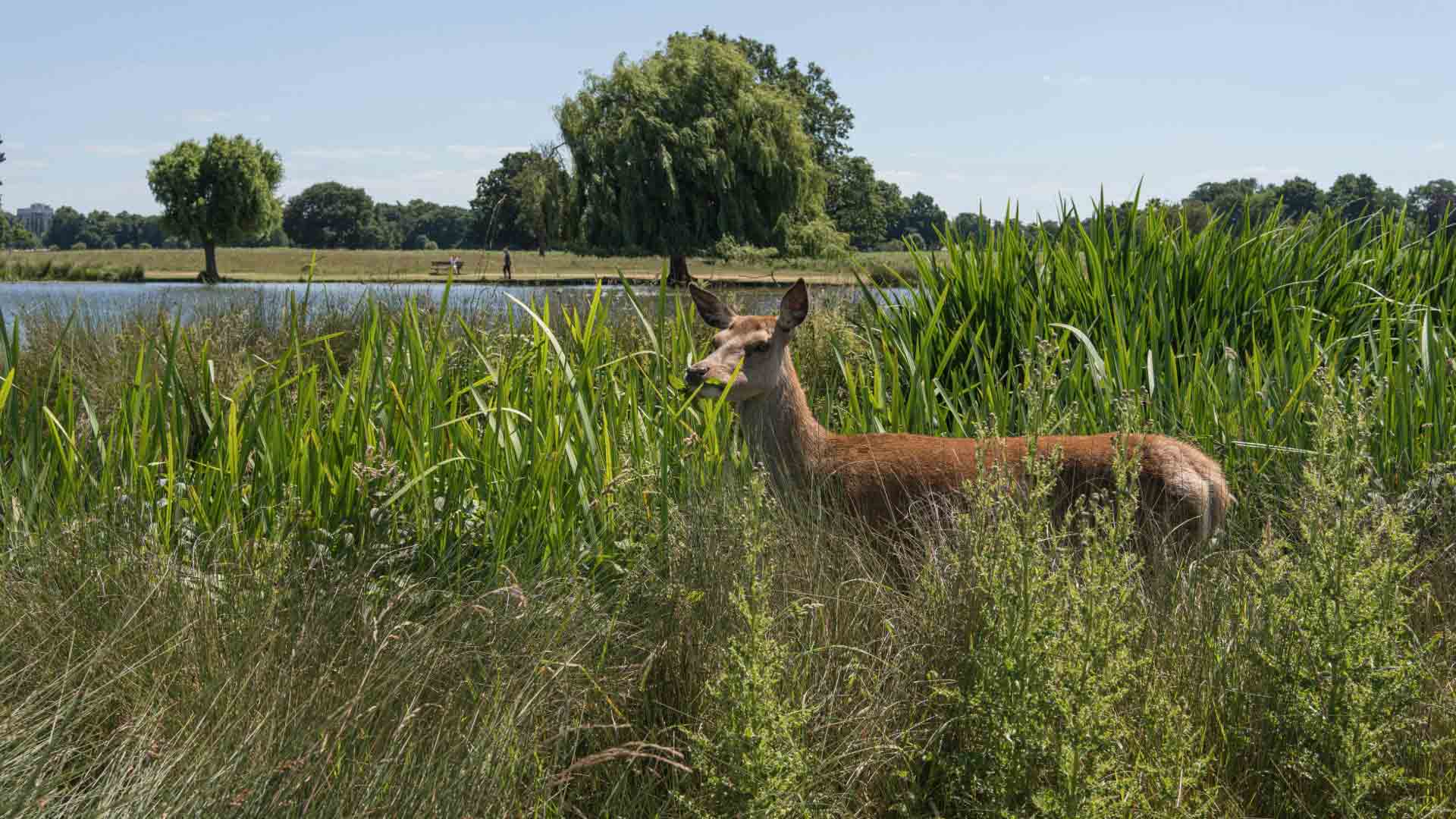 A deer stands partially hidden among tall reeds near the water in Home Park, with lush greenery and a willow tree in the background.