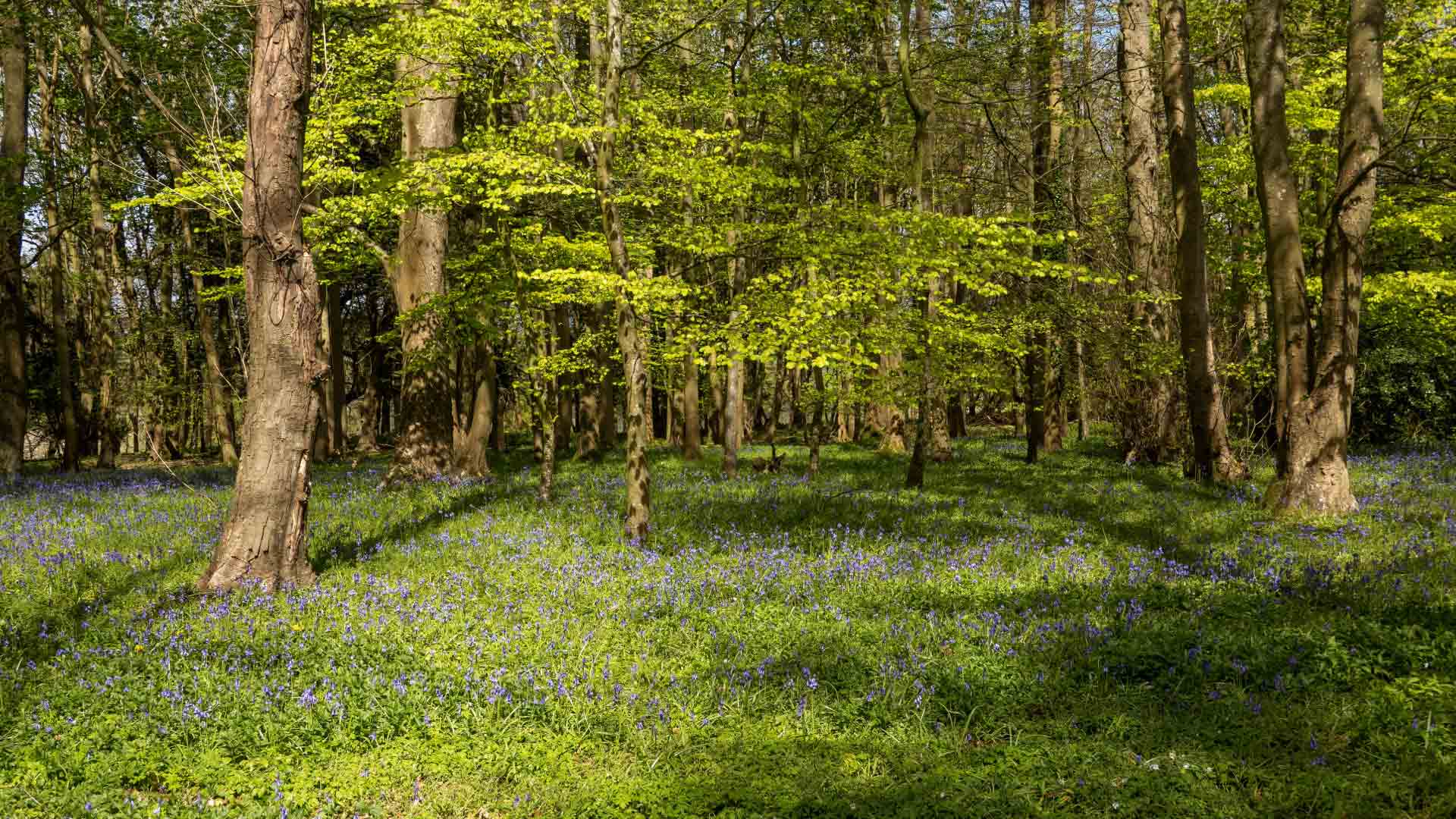 A serene forest bathed in sunlight with vibrant green leaves and a carpet of bluebell flowers creating a peaceful and enchanting atmosphere