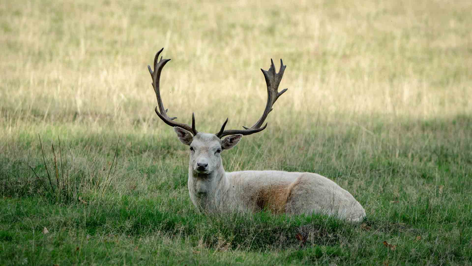 Knole Park