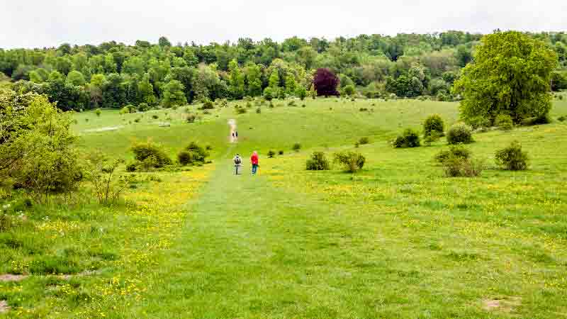 Panoramic view from Mount Wood with forest canopy and Chess Valley in the background.