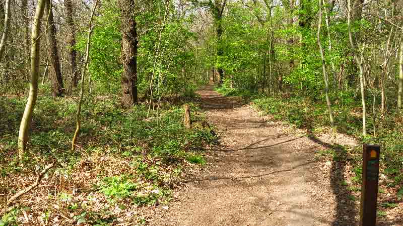 A scenic woodland trail in Shepherdleas Wood, surrounded by lush green trees and vegetation, with a dirt path leading into the forest.