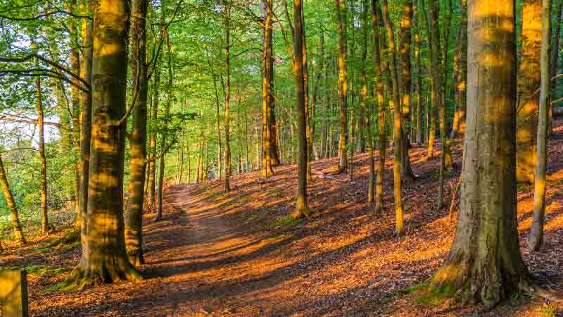 Serene woodland trail surrounded by ancient trees in Surrey Hills.