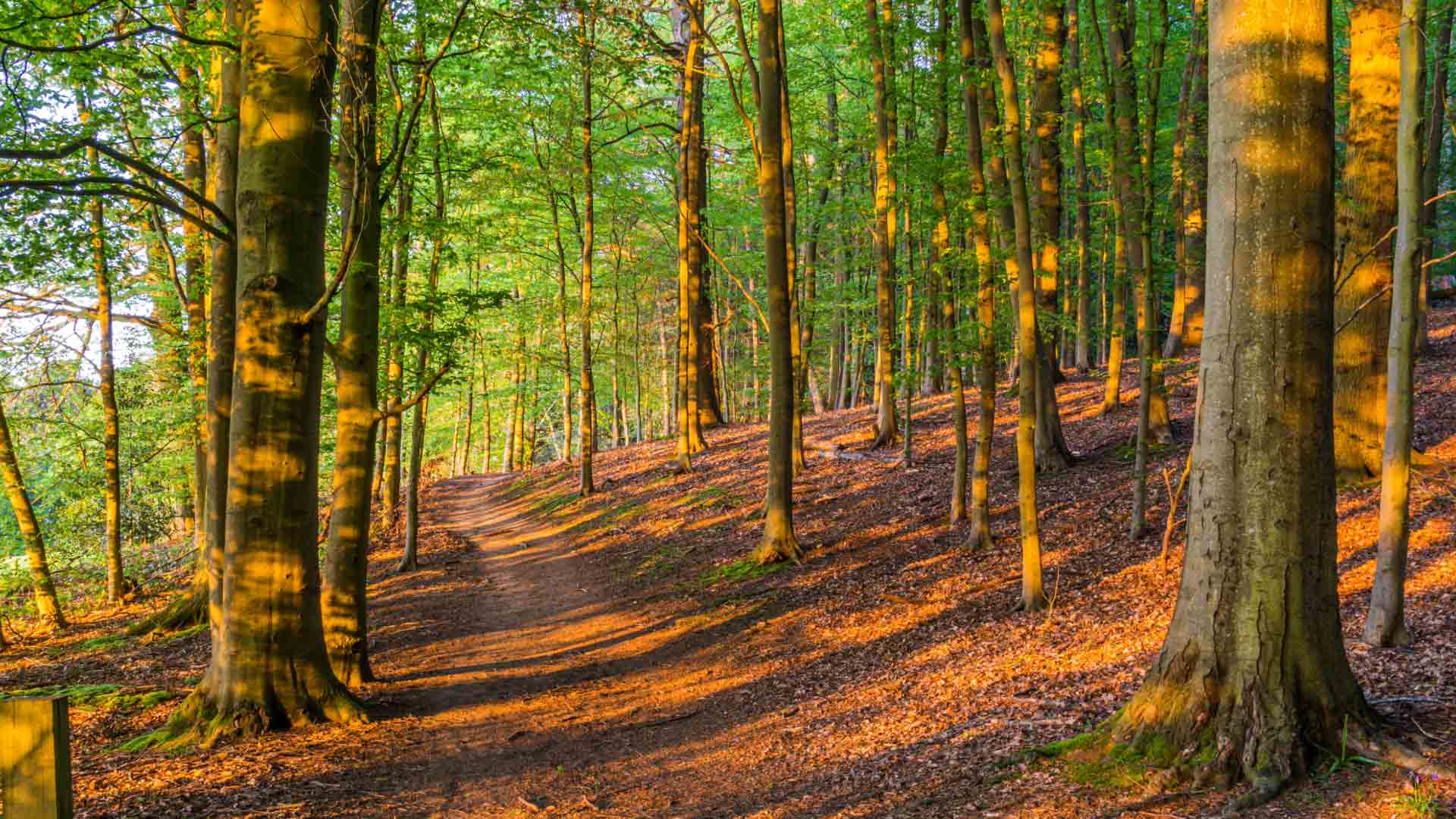 Serene woodland trail surrounded by ancient trees in Surrey Hills.